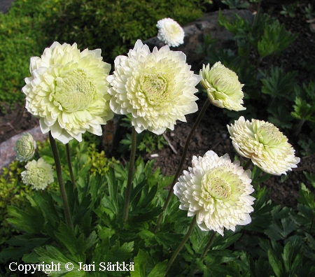 Anemone sylvestris 'Elise Fellman'